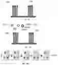 Fig. 04 - MULTIVALENT BINDING COMPOSITION FOR NUCLEIC ACID ANALYSIS