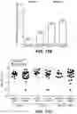 Fig. 37 - METHODS FOR DIAGNOSING AND TREATING INFLAMMATORY BOWEL DISEASE