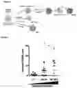Fig. 02 - PROGNOSIS METHOD OF CANCER