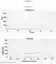 Fig. 16 - METHOD AND KIT FOR THE IDENTIFICATION OF VACCINIUM MYRTILLUS