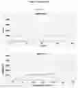 Fig. 17 - METHOD AND KIT FOR THE IDENTIFICATION OF VACCINIUM MYRTILLUS