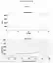 Fig. 18 - METHOD AND KIT FOR THE IDENTIFICATION OF VACCINIUM MYRTILLUS