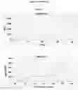 Fig. 19 - METHOD AND KIT FOR THE IDENTIFICATION OF VACCINIUM MYRTILLUS