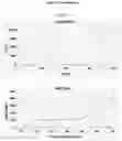 Fig. 21 - METHOD AND KIT FOR THE IDENTIFICATION OF VACCINIUM MYRTILLUS