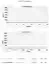 Fig. 24 - METHOD AND KIT FOR THE IDENTIFICATION OF VACCINIUM MYRTILLUS