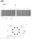 Fig. 05 - REACTOR FOR GAS PRODUCTION