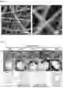 Fig. 03 - Super-amphiphilic fiber-nanowire composite and application