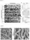 Fig. 04 - Super-amphiphilic fiber-nanowire composite and application