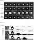 Fig. 06 - Super-amphiphilic fiber-nanowire composite and application