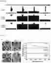 Fig. 07 - Super-amphiphilic fiber-nanowire composite and application