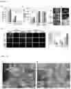 Fig. 08 - Super-amphiphilic fiber-nanowire composite and application