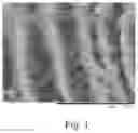 Fig. 02 - Highly aligned and packed hollow fiber assembly