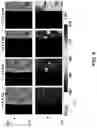 Fig. 07 - Microscale in-situ imaging of dynamic temperature and deformation fields