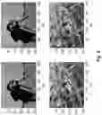 Fig. 13 - Totagraphy: coherent diffractive/digital information reconstruction by iterative phase recovery using special masks