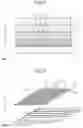 Fig. 06 - Force sensor with conductive films