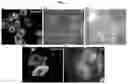 Fig. 03 - CONTRAST SOLUTION FOR THE CHARACTERISATION OF BIOLOGICAL SAMPLES BY ELECTRON OR CORRELATIVE MICROSCOPY