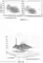 Fig. 19 - White blood cell population dynamics