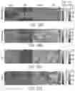 Fig. 18 - In situ measurement of absolute concentrations by normalized Raman imaging