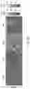 Fig. 20 - In situ measurement of absolute concentrations by normalized Raman imaging