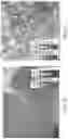 Fig. 22 - In situ measurement of absolute concentrations by normalized Raman imaging