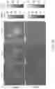 Fig. 24 - In situ measurement of absolute concentrations by normalized Raman imaging