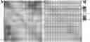 Fig. 01 - Marker for screening and identifying not-from-concentrate apple juice based on non-targeted metabolomics and use thereof