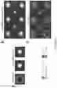 Fig. 09 - SYSTEMS AND METHODS FOR DIRECTED FORMATION OF SIZE-CONTROLLED MULTI-CELLULAR STRUCTURES AND MEASUREMENT OF FORCES GENERATED BY THE SAME