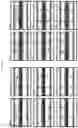 Fig. 12 - MICROFLUIDIC DEVICE FOR MEASURING CELL IMPEDANCE AND TRANSEPITHELIAL ELECTRICAL RESISTANCE