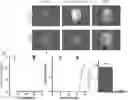 Fig. 01 - GENETICALLY ENCODED CELL DEATH INDICATORS AND METHODS OF USE
