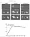 Fig. 05 - GENETICALLY ENCODED CELL DEATH INDICATORS AND METHODS OF USE