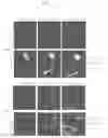 Fig. 22 - GENETICALLY ENCODED CELL DEATH INDICATORS AND METHODS OF USE