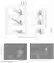 Fig. 30 - GENETICALLY ENCODED CELL DEATH INDICATORS AND METHODS OF USE