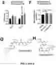 Fig. 06 - CARDIOMYOCYTE PROLIFERATION