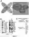 Fig. 09 - CARDIOMYOCYTE PROLIFERATION