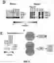 Fig. 10 - CARDIOMYOCYTE PROLIFERATION