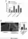 Fig. 13 - CARDIOMYOCYTE PROLIFERATION