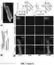 Fig. 15 - CARDIOMYOCYTE PROLIFERATION