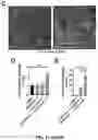 Fig. 24 - CARDIOMYOCYTE PROLIFERATION