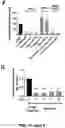 Fig. 25 - CARDIOMYOCYTE PROLIFERATION
