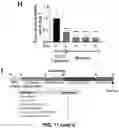 Fig. 26 - CARDIOMYOCYTE PROLIFERATION