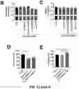 Fig. 31 - CARDIOMYOCYTE PROLIFERATION