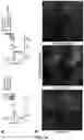 Fig. 32 - CARDIOMYOCYTE PROLIFERATION
