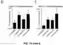 Fig. 35 - CARDIOMYOCYTE PROLIFERATION