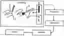 Fig. 01 - A Method for Measuring a Concentration of a Biomarker-Analyte In Blood from Mammals