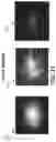 Fig. 29 - METHOD FOR SCREENING PERSONALIZED INTESTINAL ENVIRONMENT-IMPROVING MATERIAL AND COMPOSITION THEREFOR