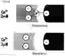 Fig. 06 - ION CONCENTRATION-DEPENDENT BINDING MOLECULE LIBRARY