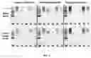 Fig. 05 - COMPOSITIONS AND METHODS FOR DETECTION OF DISEASE-RELATED ANTIBODY