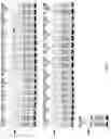 Fig. 06 - COMPOSITIONS AND METHODS FOR DETECTION OF DISEASE-RELATED ANTIBODY