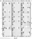 Fig. 08 - COMPOSITIONS AND METHODS FOR DETECTION OF DISEASE-RELATED ANTIBODY