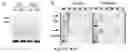 Fig. 09 - COMPOSITIONS AND METHODS FOR DETECTION OF DISEASE-RELATED ANTIBODY